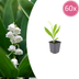 Lily of the Valley (Convallaria majalis) 10-25cm, Ø9cm Bild 1