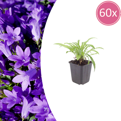 60x Glockenblume 'Coerulea' (10-25cm) - Ø9cm Topf