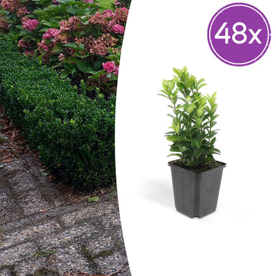 48x Euonymus Green Spire - 10-25cm - Topf Ø9cm