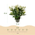 GreenboutiQ - Terrassenpflanze - Skimmia japonica Finchy - Blüte Weiß - 15+ Blumen - 3 Pflanzen - Winterhart - Topf 15cm Höhe 30cm Bild 3