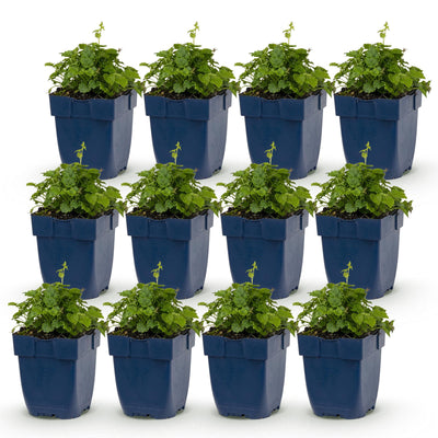 Green boutiQ - Perennial - Campanula posch. Lisduggan Variety - Delphinium - Ground Cover - White - 12 Plants - Pot 11cm - Height 15-25cm