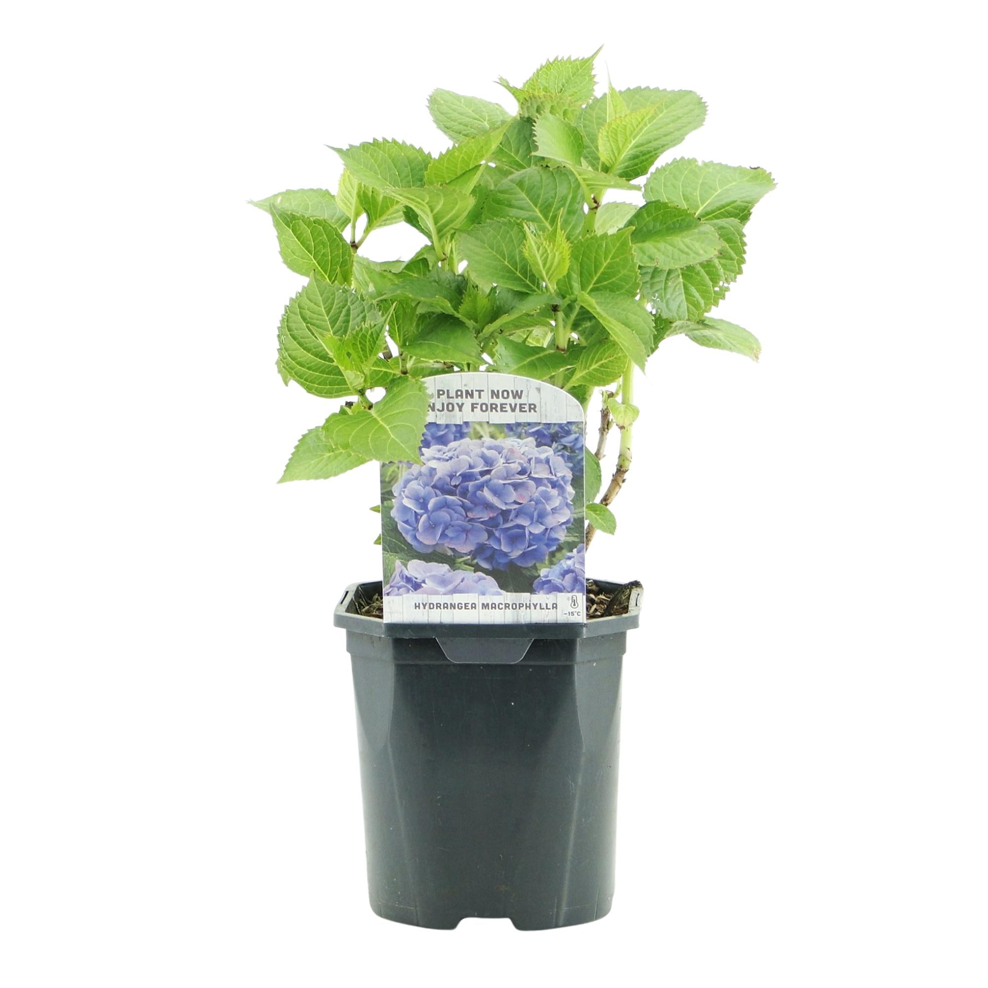GreenboutiQ - Hortensie - Hydrangea macrophylla Blau - Blüte Blau - 3 Pflanzen - 1m2 - Laubabwerfend - Wenig Pflege - Topf 17cm Höhe 30cm
