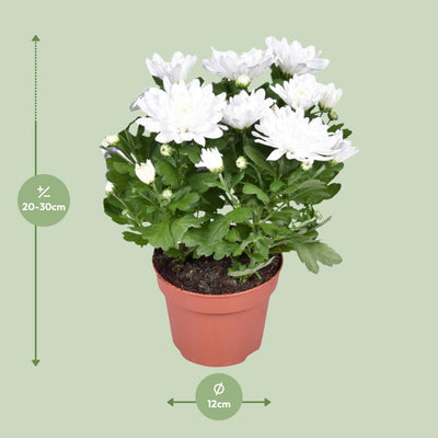 Chrysantheme Brave - Kissen-Chrysantheme, Ø12cm, ↕26cm