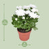 Chrysanthemum Brave - Cushion Chrysanthemum, Ø12cm, ↕26cm Bild 2