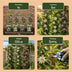 Passiflora Tricolour (9x) - Dreifarbige Passionsblume - Weiß, Lila, Rosa Bild 7