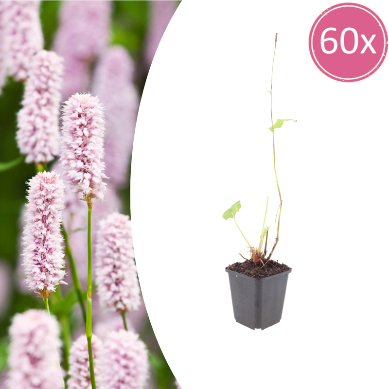 60x Persicaria bistorta perennial (10-25cm, Ø9cm) - Pink Flowers