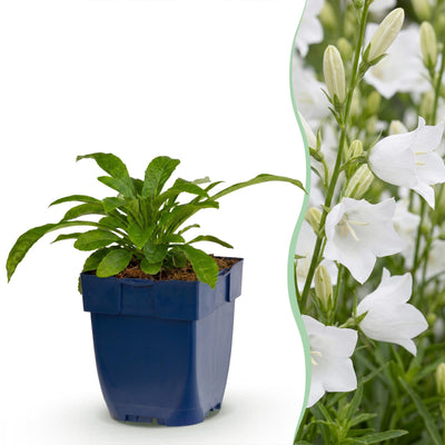 Green boutiQ - Perennial - Campanula pers. Alba - Peach Leaf Bellflower - Attracts Bees and Butterflies - White - 24 Plants - Pot 11cm - Height 15-25cm