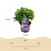 Hydrangea Forever & Ever Lila, Balkon-/Gartenhortensie, 7-12 Blumen Bild 3