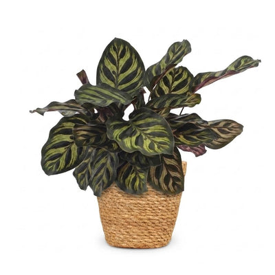 Green boutiQ - Calathea Makoyana - Pfauenpflanze - 1 Pflanze - mit Korb - Topf 12cm - Höhe - 25cm
