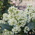 GreenboutiQ - Terrassenpflanze - Skimmia japonica Finchy - Blüte Weiß - 40+ Blüten - 1 Pflanze - Winterhart - Topf 19cm Höhe 60cm Bild 4