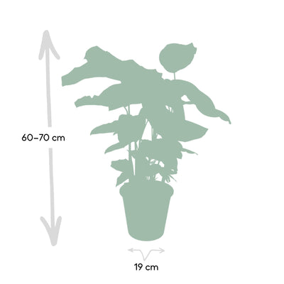 Calathea Whitestar - Pfauenpflanze, Ø19cm, ↕50cm
