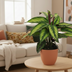 Calathea Majestica Princeps Potted Plant (Set of 2, Ø14cm, ↕45cm) Bild 2