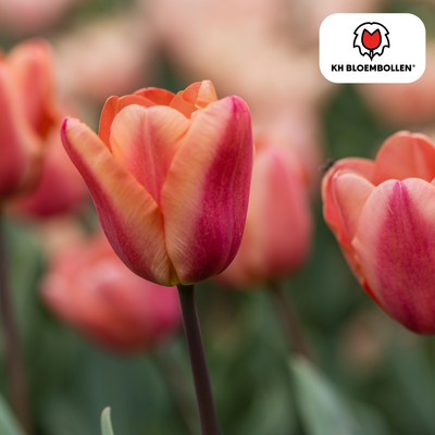 Tulpenzwiebeln Apricot Foxx – 20 Stück | KH Bloembollen® | Zalmroze Tulp – Elegant & Grootbloemig – Voor Tuin of Pot – Maat 11/12 – Vers van de Teler
