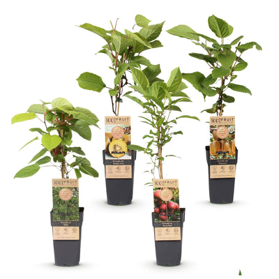 Green boutiQ - Fruit Plant - Actinidia Weiki & Hayward, Ken's Red, Golden Kiwi - Kiwi Plant - 1 Male - 3 Female - Plants - Green-Red-Yellow - Pot 15cm - Height 50cm