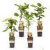Green boutiQ - Fruit Plant - Actinidia Weiki & Hayward, Ken's Red, Golden Kiwi - Kiwi Plant - 1 Male - 3 Female - Plants - Green-Red-Yellow - Pot 15cm - Height 50cm Bild 2