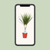 Dracaena Marginata Pflanze – Ø14cm Topf, 55cm Höhe Bild 6