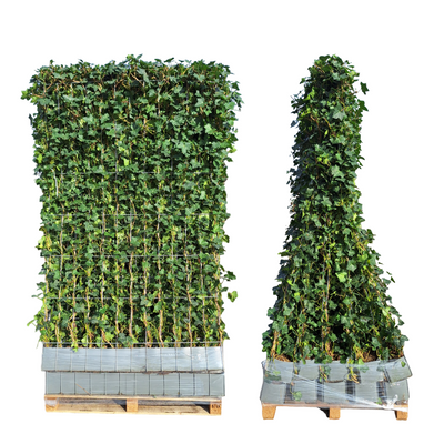 Fertighecke Efeu (Hedera Hibernica) - 150 cm