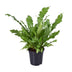 Asplenium Nidus Nestfarn Ø17cm - 45cm Höhe Bild 1