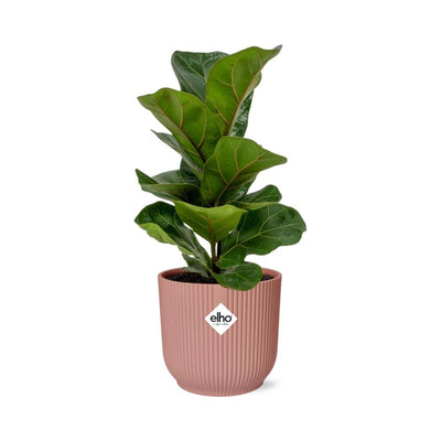 Fiddle Leaf Fig Bambino in a pink ELHO pot – Air purifier for your home