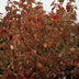 48x Cornus sanguinea 'Anny's Winter Orange' 10-25cm Bild 5