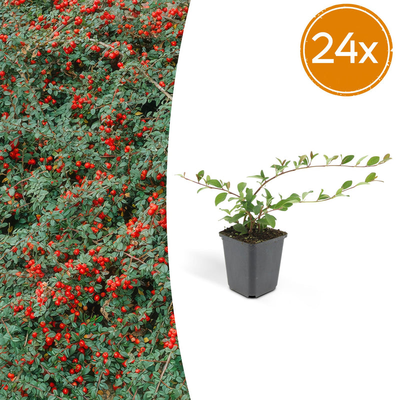 24x Zwergmispel 'Major' - Bodendecker, 25cm hoch, 9cm Topf