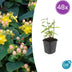 48x Hypericum inodorum 'Annebel' - ↕10-25cm - Ø9cm Bild 1
