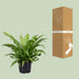 Asplenium Antiquum - Japanischer Nestfarn (Ø23cm, ↕60cm) Bild 4
