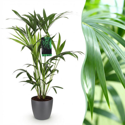 Kentia Palme (Howea Forsteriana) - Pflegeleicht, mit grauem Topf