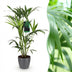Kentia Palme (Howea Forsteriana) - Pflegeleicht, mit grauem Topf Bild 1