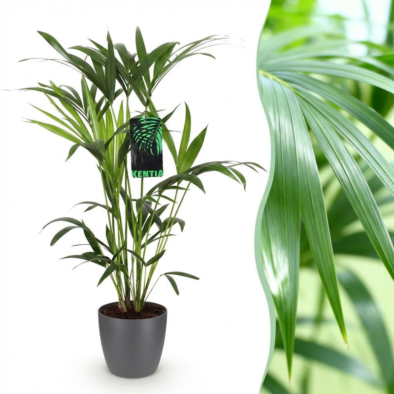Kentia Palme (Howea Forsteriana) - Pflegeleicht, mit grauem Topf