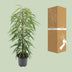 Ficus Binnendijkii Alii – Elegante Zimmerpflanze, 80cm, Ø21cm Topf Bild 4