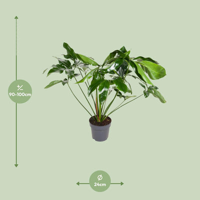 Philodendron Green Wonder, 100cm, Topfgröße Ø24cm