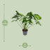 Philodendron Green Wonder, 100cm, Topfgröße Ø24cm Bild 2