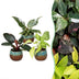 3x Baby Philodendron Tricolour Mix - Ø6cm Bild 1