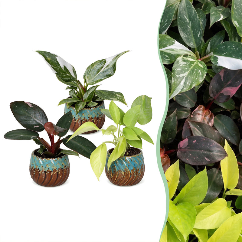 3x Baby Philodendron Tricolour Mix - Ø6cm