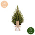 4x Picea glauca Conica - Zuckerhutfichte - Grün - Weihnachtsbaum - inkl. Zinktopf - Ø17cm - ↕65cm Bild 5