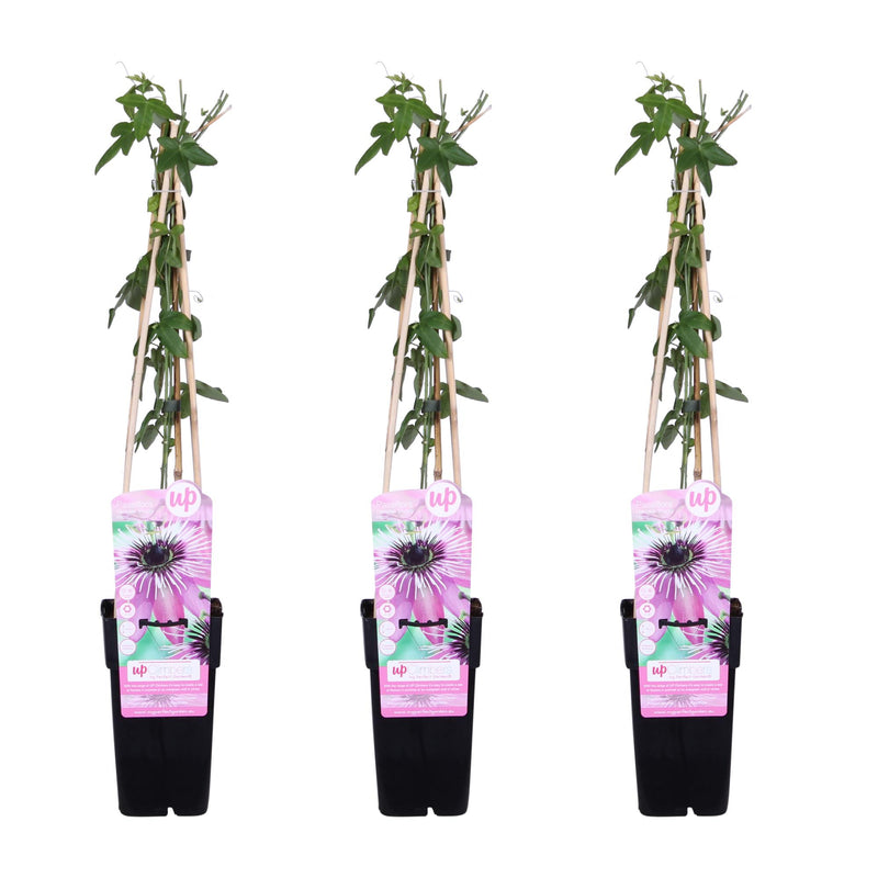 3x Passiflora 'Purple Haze' - Kletterpflanze mit lila Blüten - 65cm