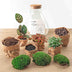 Bottle Garden Set: Calathea, Lamp & Accessories - Ready to go! Bild 4