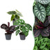 3er Baby Jungle Mix: Tropische Vielfalt im 6cm Topf Bild 1