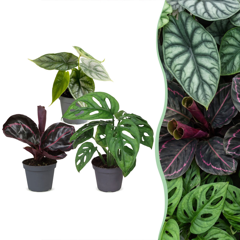 3er Baby Jungle Mix: Tropische Vielfalt im 6cm Topf