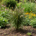 Pennisetum x advena Chelsea Ø27cm - ↕70 - 80cm Bild 5