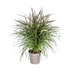 Pennisetum x advena Chelsea Ø27cm - ↕70 - 80cm Bild 1