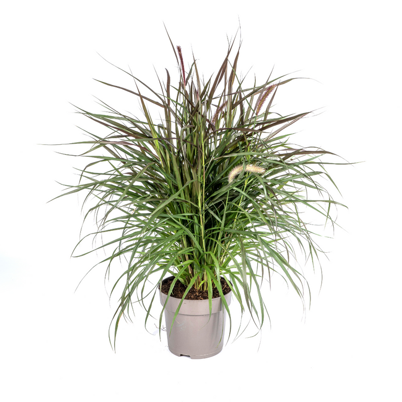 Pennisetum x advena Chelsea Ø27cm - ↕70 - 80cm