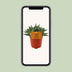 Crassula Tenelli Jade-Pflanze: Ø11cm Topf, 15cm hoch, pflegeleicht Bild 6