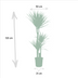 Dracaena Marginata (Drachenbaum) Ø21cm - ↕110cm Bild 2
