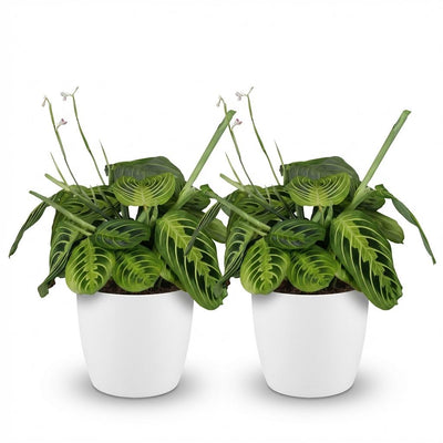 Green boutiQ Maranta Fascinator Lemon Lime: 2x Gebetspflanze m. Topf