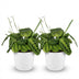 Green boutiQ Maranta Lemon Lime Fascinator: 2x Prayer Plant with Pot Bild 2