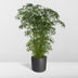 Polyscias Fruticosa (Aralia) - Ø21cm Topf, 75cm hoch Bild 3