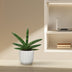Sansevieria Skyline, 25 cm Topf, pflegeleichte Zimmerpflanze Bild 4