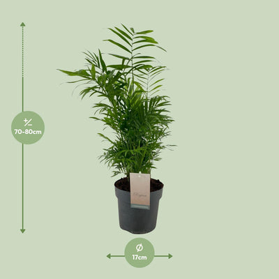 Chamaedorea Elegans Zwergpalme - Ø17cm Topf, 50cm hoch